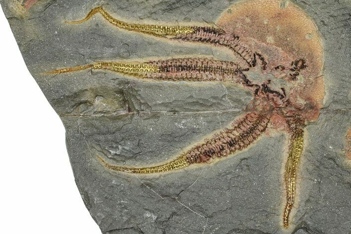 Detailed Ordovician Brittle Star (Ophiura) - Morocco #365743